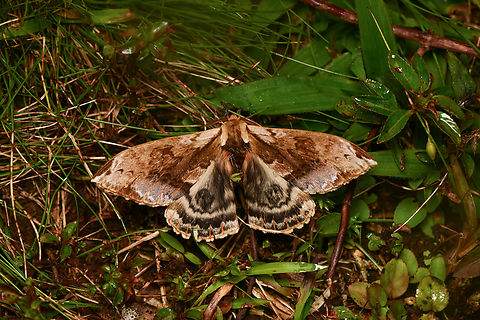Molippa simillima, La Isla Escondida, Colombia  Colombia,Colombia 2024,Fall,Geotagged,La Isla Escondida,Molippa simillima,South America,World
