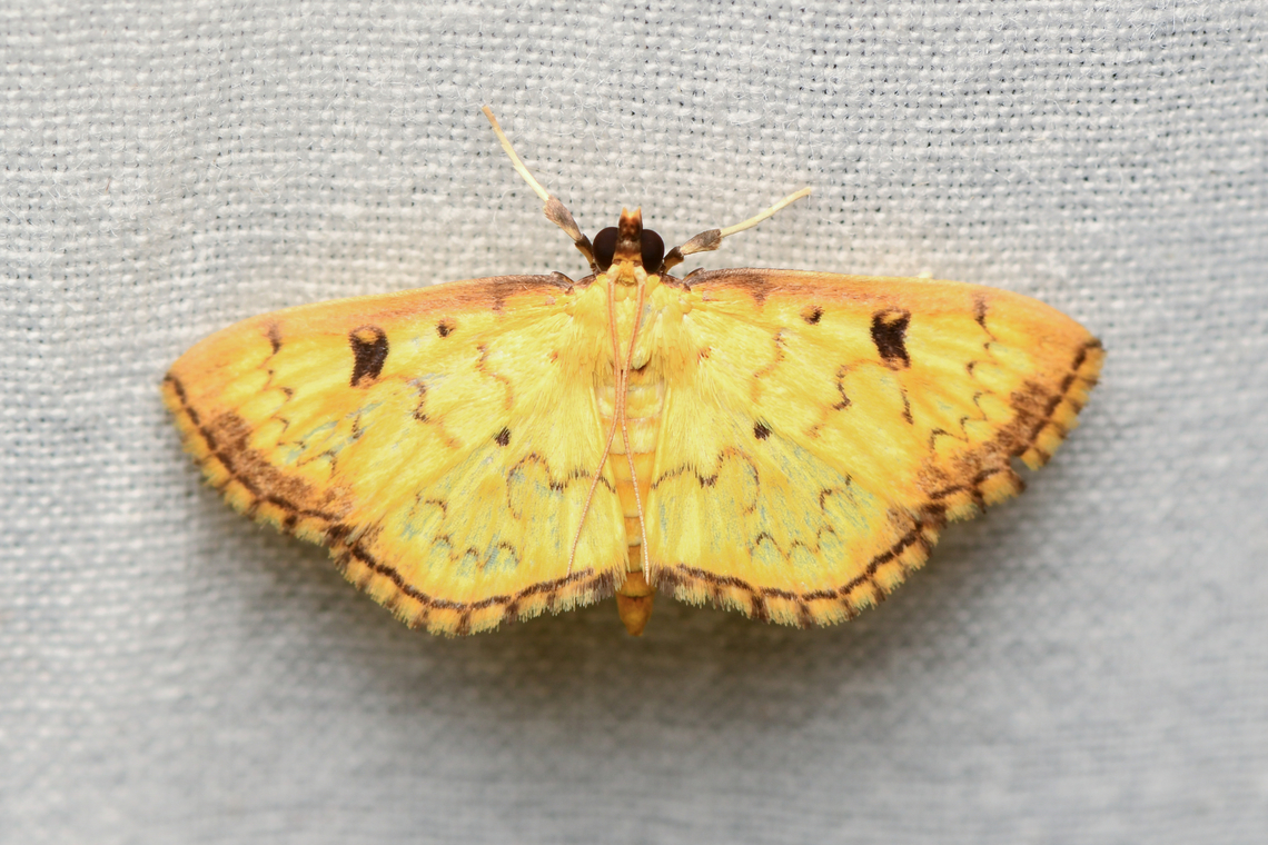 Pearl moth, La Isla Escondida, Colombia Similar to Goniorhynchus sp. Colombia,Colombia 2024,Fall,Geotagged,La Isla Escondida,South America,World