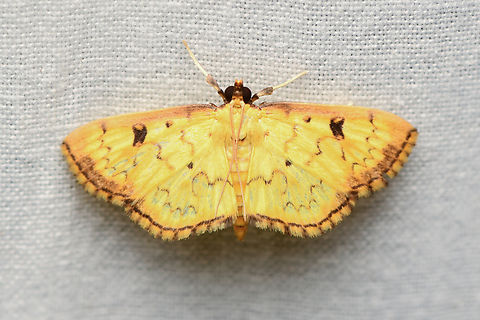 Pearl moth, La Isla Escondida, Colombia Similar to Goniorhynchus sp. Colombia,Colombia 2024,Fall,Geotagged,La Isla Escondida,South America,World