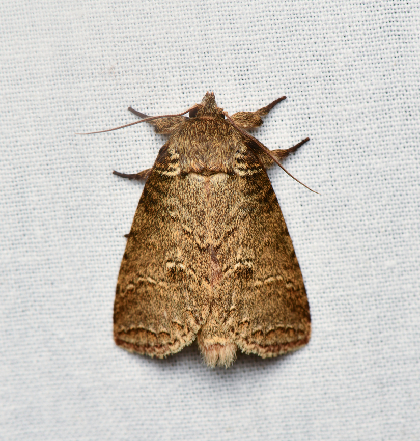 Meragisa innoxia, La Isla Escondida, Colombia  Colombia,Colombia 2024,Fall,Geotagged,La Isla Escondida,Meragisa innoxia,South America,World