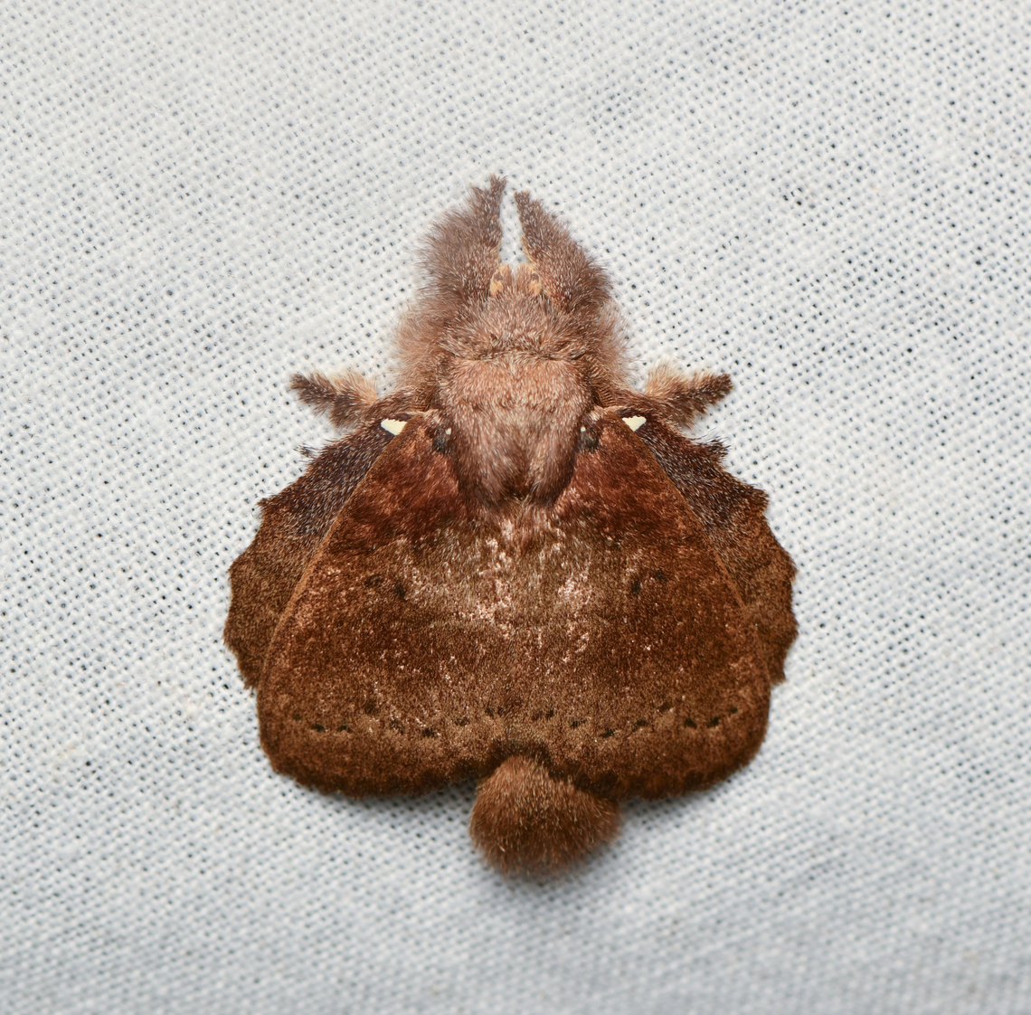 Euglyphis nardina, La Isla Escondida, Colombia  Colombia,Colombia 2024,Euglyphis nardina,Fall,Geotagged,La Isla Escondida,South America,World