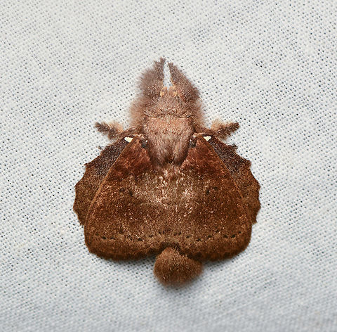 Euglyphis nardina, La Isla Escondida, Colombia  Colombia,Colombia 2024,Euglyphis nardina,Fall,Geotagged,La Isla Escondida,South America,World