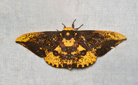 Eacles guianensis, La Isla Escondida, Colombia  Colombia,Colombia 2024,Eacles guianensis,Fall,Geotagged,La Isla Escondida,South America,World