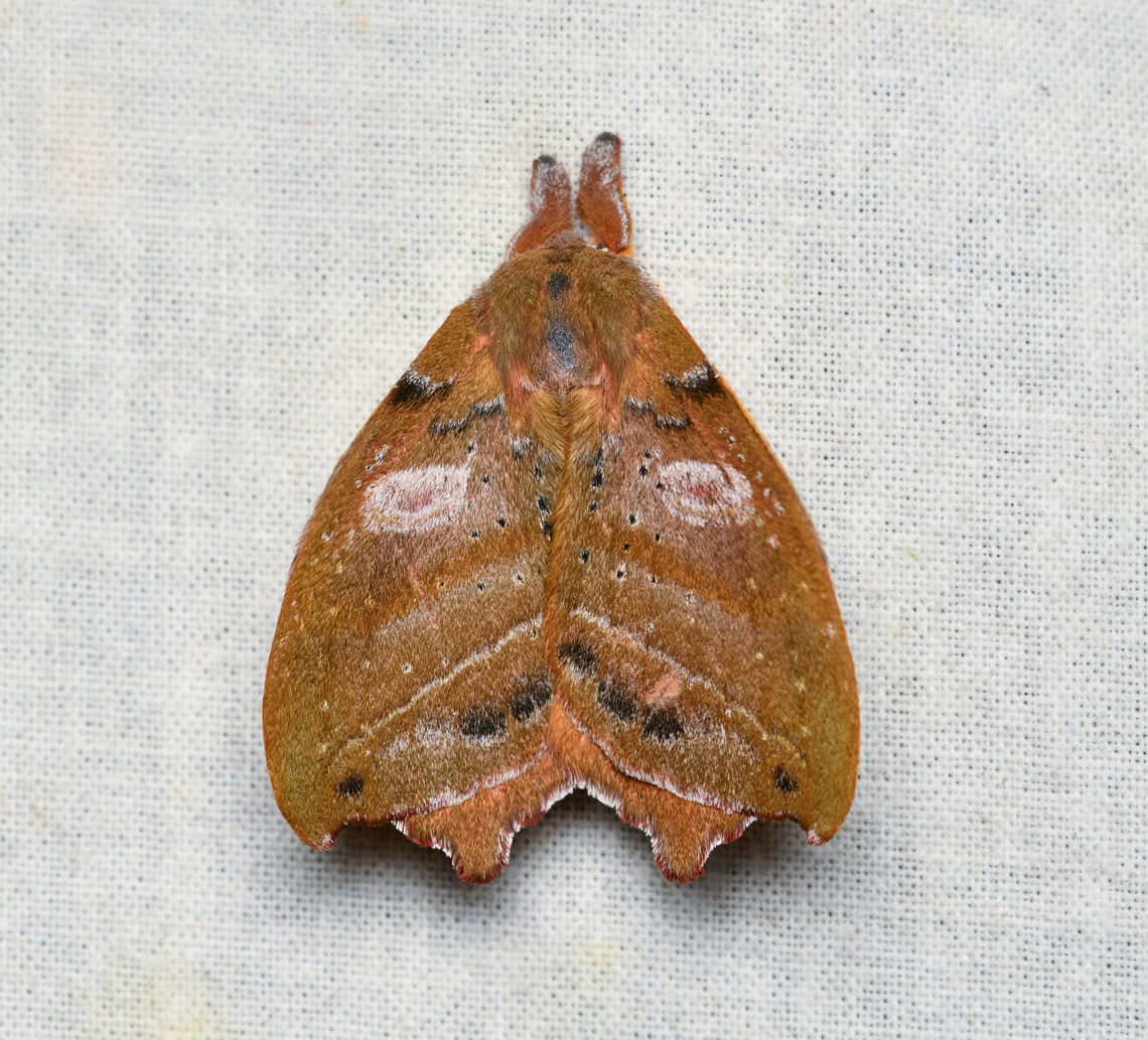 Automerina caudatula, La Isla Escondida, Colombia  Automerina caudatula,Colombia,Colombia 2024,Fall,Geotagged,La Isla Escondida,South America,World