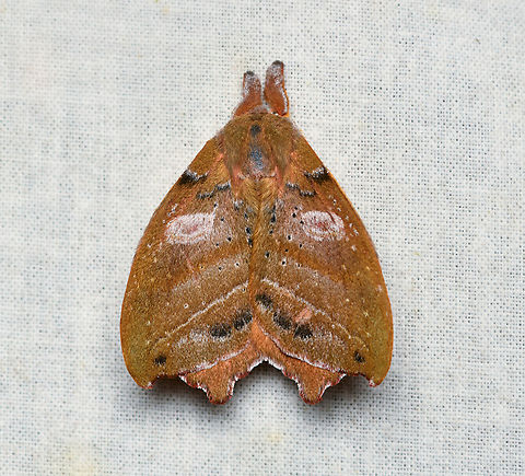 Automerina caudatula, La Isla Escondida, Colombia  Automerina caudatula,Colombia,Colombia 2024,Fall,Geotagged,La Isla Escondida,South America,World