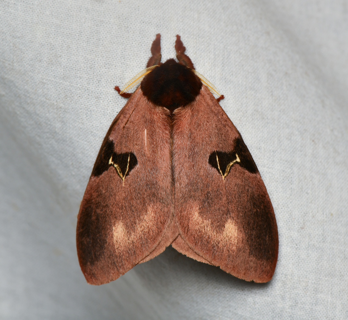 Dirphia vanschaycki, La Isla Escondida, Colombia  Colombia,Colombia 2024,Dirphia vanschaycki,Fall,Geotagged,La Isla Escondida,South America,World