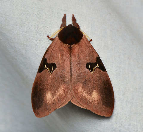 Dirphia vanschaycki, La Isla Escondida, Colombia  Colombia,Colombia 2024,Dirphia vanschaycki,Fall,Geotagged,La Isla Escondida,South America,World