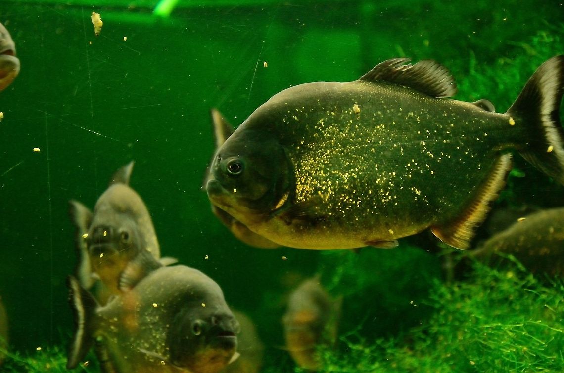 Piranha amongst peers Pygocentrus nattereri, the deadly little fish that does not shy away from attacking large prey, or even other piranhas. Fish,Piranha,Pygocentrus nattereri,Red-bellied piranha,Rhenen Zoo