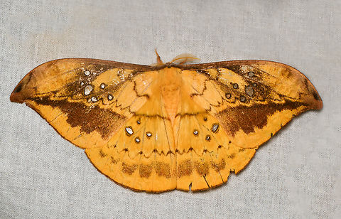 Copaxa multifenestrata, La Isla Escondida, Colombia  Colombia,Colombia 2024,Copaxa multifenestrata,Fall,Geotagged,La Isla Escondida,South America,World