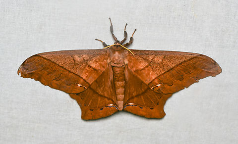 Arsenura ciocolatina