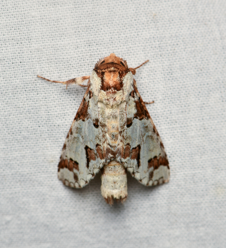 Ginaldia perilleus, La Isla Escondida, Colombia Synonym of Sericochroa marcidana. Colombia,Colombia 2024,Fall,Geotagged,Ginaldia perilleus,La Isla Escondida,South America,World