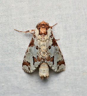 Ginaldia perilleus, La Isla Escondida, Colombia Synonym of Sericochroa marcidana. Colombia,Colombia 2024,Fall,Geotagged,Ginaldia perilleus,La Isla Escondida,South America,World