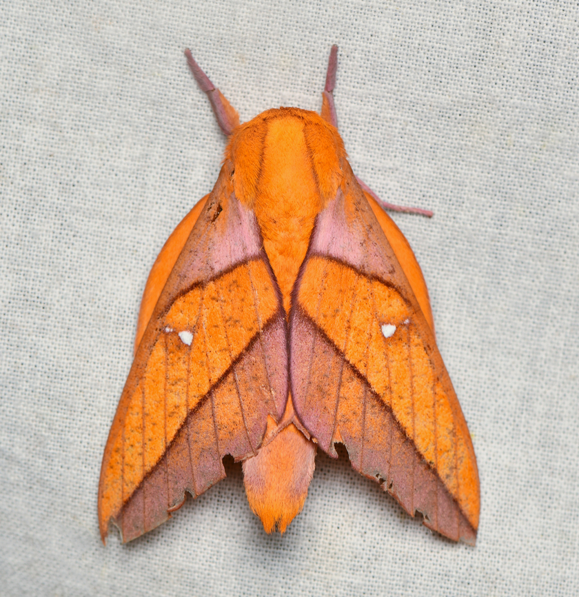 Adeloneivaia jason, La Isla Escondida, Colombia  Adeloneivaia jason,Colombia,Colombia 2024,Fall,Geotagged,La Isla Escondida,South America,World