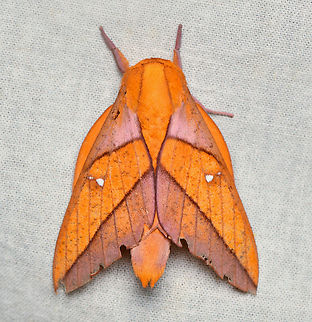 Adeloneivaia jason, La Isla Escondida, Colombia  Adeloneivaia jason,Colombia,Colombia 2024,Fall,Geotagged,La Isla Escondida,South America,World