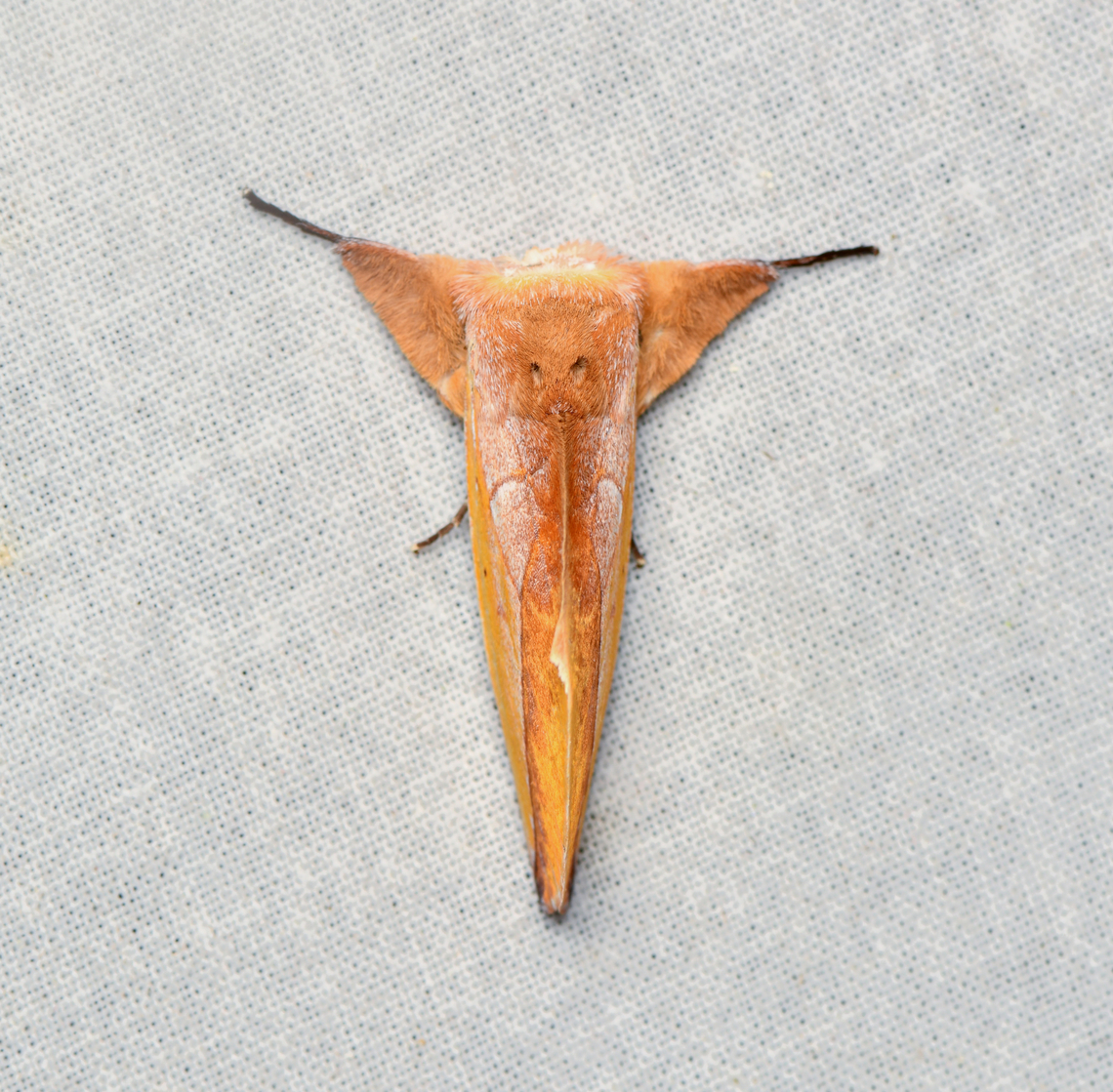 Hemiceras flava, La Isla Escondida, Colombia  Colombia,Colombia 2024,Fall,Geotagged,Hemiceras flava,La Isla Escondida,South America,World