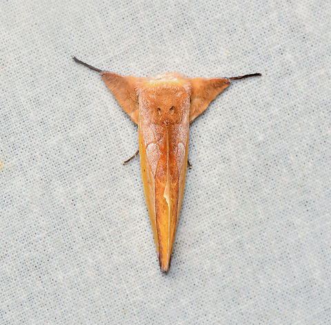 Hemiceras flava, La Isla Escondida, Colombia  Colombia,Colombia 2024,Fall,Geotagged,Hemiceras flava,La Isla Escondida,South America,World