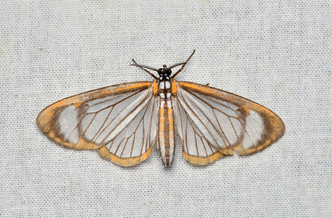 Hyalurga sixola, La Isla Escondida, Colombia  Colombia,Colombia 2024,Fall,Geotagged,Hyalurga sixola,La Isla Escondida,South America,World