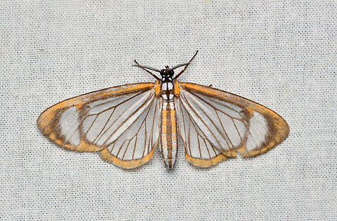 Hyalurga sixola, La Isla Escondida, Colombia  Colombia,Colombia 2024,Fall,Geotagged,Hyalurga sixola,La Isla Escondida,South America,World