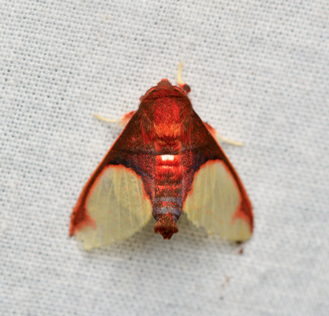 Pseudepimolis incarnata, La Isla Escondida, Colombia  Colombia,Colombia 2024,Epimolis incarnata,Fall,Geotagged,La Isla Escondida,South America,World