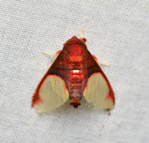 Pseudepimolis incarnata, La Isla Escondida, Colombia  Colombia,Colombia 2024,Epimolis incarnata,Fall,Geotagged,La Isla Escondida,South America,World