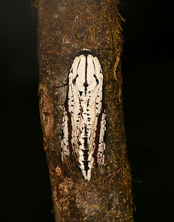 Morpheis pyracmon, La Isla Escondida, Colombia  Colombia,Colombia 2024,Fall,Fissured Bark,Geotagged,La Isla Escondida,Morpheis pyracmon,South America,World