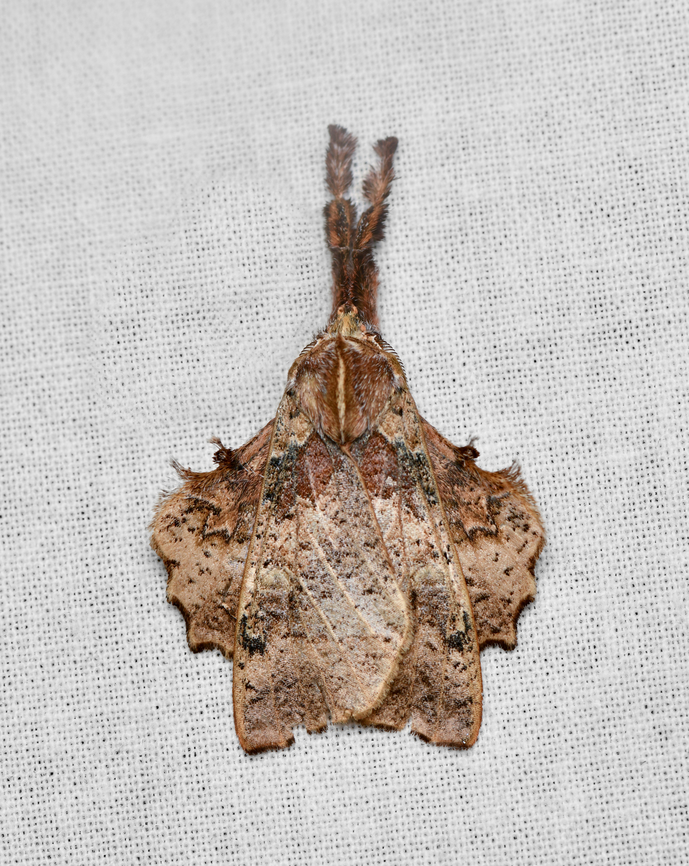 Desmoloma sp., La Isla Escondida, Colombia  Colombia,Colombia 2024,Fall,Geotagged,La Isla Escondida,South America,World