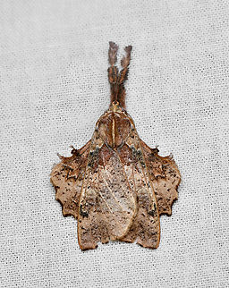 Desmoloma sp., La Isla Escondida, Colombia  Colombia,Colombia 2024,Fall,Geotagged,La Isla Escondida,South America,World