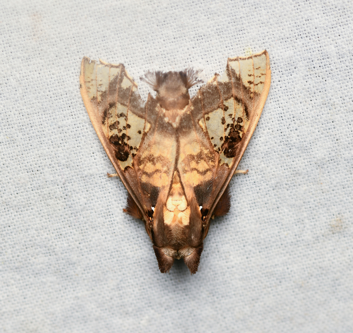 Gonotrephes friga, La Isla Escondida, Colombia  Colombia,Colombia 2024,Fall,Geotagged,Gonotrephes,Gonotrephes friga,La Isla Escondida,South America,World