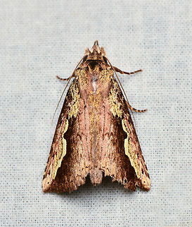 Gopha pulchra, La Isla Escondida, Colombia  Colombia,Colombia 2024,Fall,Geotagged,Gopha pulchra,La Isla Escondida,South America,World