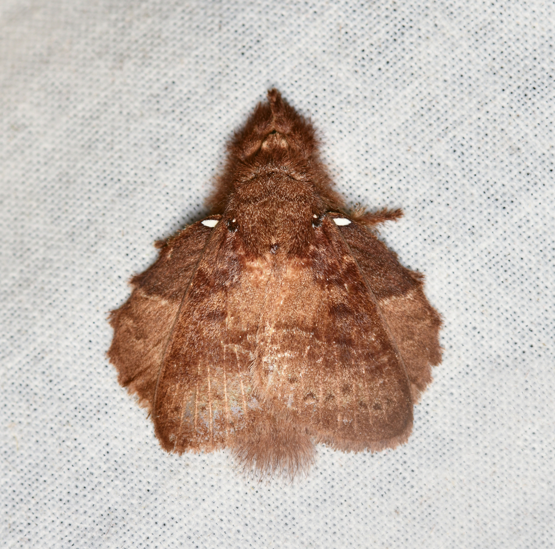 Euglyphis sp.?, La Isla Escondida, Colombia  Colombia,Colombia 2024,Euglyphis nardina,Fall,Geotagged,La Isla Escondida,South America,World