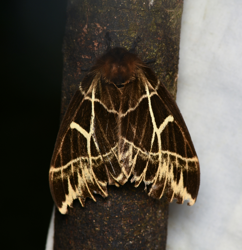 Dirphia sachai, La Isla Escondida, Colombia  Colombia,Colombia 2024,Dirphia sachai,Fall,Geotagged,La Isla Escondida,South America,World