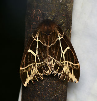 Dirphia sachai, La Isla Escondida, Colombia  Colombia,Colombia 2024,Dirphia sachai,Fall,Geotagged,La Isla Escondida,South America,World