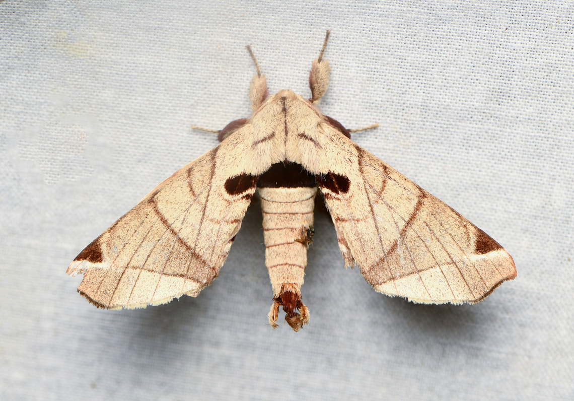 Cecile pandarioides, La Isla Escondida, Colombia  Cecile pandarioides,Colombia,Colombia 2024,Fall,Geotagged,La Isla Escondida,South America,World