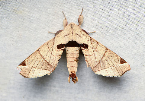 Cecile pandarioides, La Isla Escondida, Colombia  Cecile pandarioides,Colombia,Colombia 2024,Fall,Geotagged,La Isla Escondida,South America,World