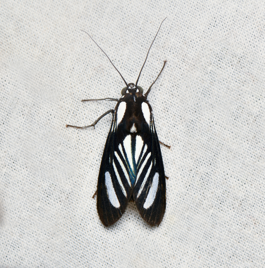 Rhipha strigosa, La Isla Escondida, Colombia And that completes the set for this location! Colombia,Colombia 2024,Fall,Geotagged,La Isla Escondida,Rhipha strigosa,South America,World