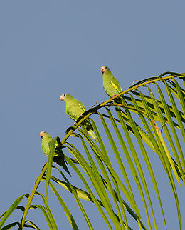 White-winged Parakeet, Letcia, Colombia Endangered in their original native habitat but here in Leticia they are easy to see. Every night around sunset large groups settle for the night in the trees of town square. Brotogeris versicolurus,Colombia,Colombia 2024,Geotagged,Leticia,South America,Spring,White-winged parakeet,World