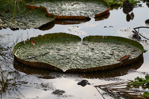 Amazon Giant Waterlily, Letcia, Colombia Enormous lily-pad. Native to this area as Leticia is deeply within the Amazon but this one was on display in a pond in the center of town. Colombia,Colombia 2024,Geotagged,Leticia,Queen Victorias water lily,South America,Spring,Victoria amazonica,World