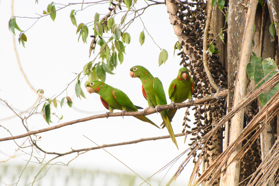 White-eyed parakeets, Letcia, Colombia  Colombia,Colombia 2024,Geotagged,Leticia,Psittacara leucophthalma,South America,Spring,White-eyed parakeet,World