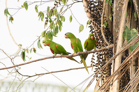 White-eyed parakeets, Letcia, Colombia  Colombia,Colombia 2024,Geotagged,Leticia,Psittacara leucophthalma,South America,Spring,White-eyed parakeet,World