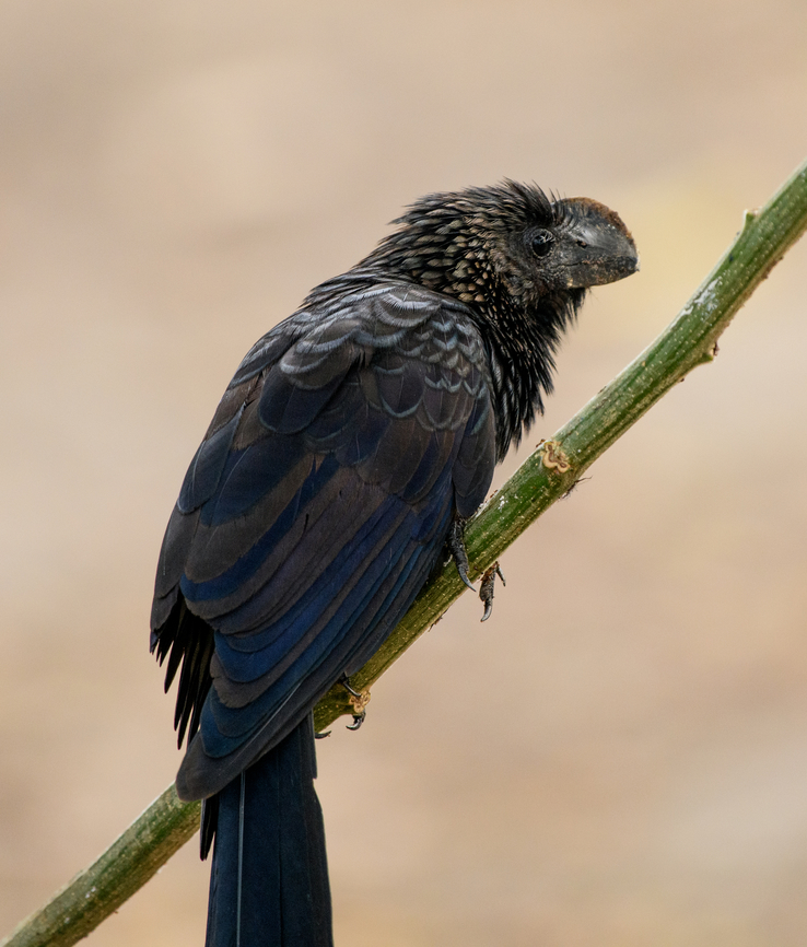 Smooth-billed Ani, Letcia, Colombia  Colombia,Colombia 2024,Crotophaga ani,Geotagged,Leticia,Smooth-billed Ani,South America,Spring,World
