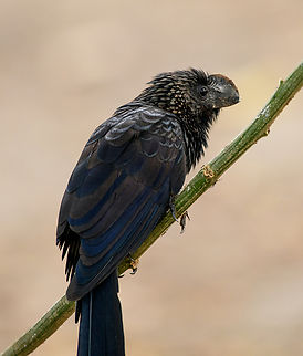 Smooth-billed Ani, Letcia, Colombia  Colombia,Colombia 2024,Crotophaga ani,Geotagged,Leticia,Smooth-billed Ani,South America,Spring,World
