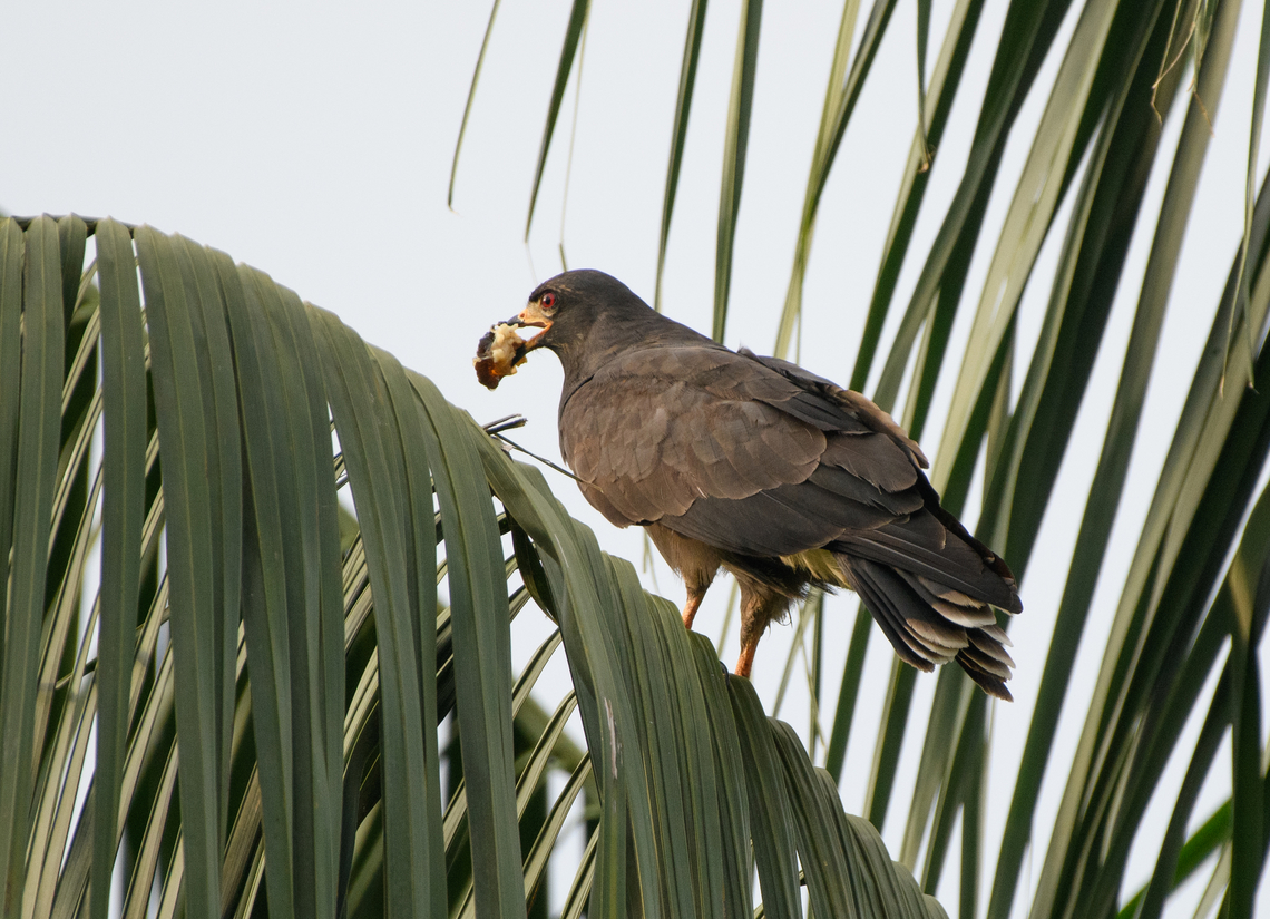Snail kite eating a snail, Letcia, Colombia <figure class="photo"><a href="https://www.jungledragon.com/image/167755/snail_kite_letcia_colombia.html" title="Snail kite, Letcia, Colombia"><img src="https://s3.amazonaws.com/media.jungledragon.com/images/2/167755_thumb.jpg?AWSAccessKeyId=05GMT0V3GWVNE7GGM1R2&Expires=1759968010&Signature=GLSz76eQKEUwf2xWZ8YrOCrqjDE%3D" width="200" height="154" alt="Snail kite, Letcia, Colombia https://www.jungledragon.com/image/167754/snail_kite_eating_a_snail_letcia_colombia.html Colombia,Colombia 2024,Geotagged,Leticia,Rostrhamus sociabilis,Snail kite,South America,Spring,World" /></a></figure> Colombia,Colombia 2024,Geotagged,Leticia,Rostrhamus sociabilis,Snail kite,South America,Spring,World