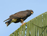 Snail kite, Letcia, Colombia https://www.jungledragon.com/image/167754/snail_kite_eating_a_snail_letcia_colombia.html Colombia,Colombia 2024,Geotagged,Leticia,Rostrhamus sociabilis,Snail kite,South America,Spring,World