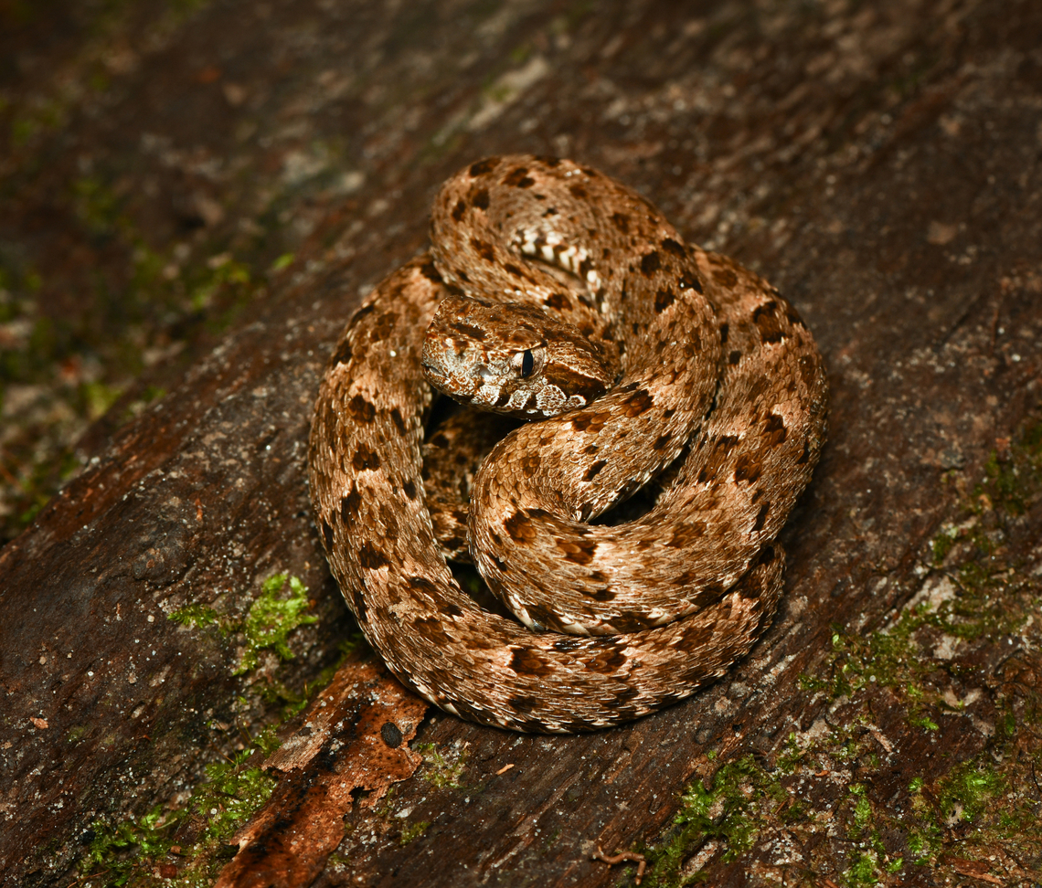 Bothrops atrox, Leticia, Colombia <figure class="photo"><a href="https://www.jungledragon.com/image/167763/bothrops_atrox_leticia_colombia.html" title="Bothrops atrox, Leticia, Colombia"><img src="https://s3.amazonaws.com/media.jungledragon.com/images/2/167763_thumb.jpg?AWSAccessKeyId=05GMT0V3GWVNE7GGM1R2&Expires=1767225610&Signature=dtxboxxxBPp9qXhxGO8jaBxXiRU%3D" width="200" height="134" alt="Bothrops atrox, Leticia, Colombia https://www.jungledragon.com/image/167762/bothrops_atrox_leticia_colombia.html Bothrops atrox,Colombia,Colombia 2024,Common Lancehead,Geotagged,Leticia,South America,Spring,World" /></a></figure> Bothrops atrox,Colombia,Colombia 2024,Common Lancehead,Geotagged,Leticia,South America,Spring,World