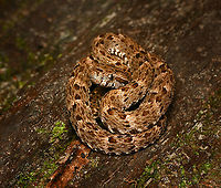 Bothrops atrox, Leticia, Colombia https://www.jungledragon.com/image/167763/bothrops_atrox_leticia_colombia.html Bothrops atrox,Colombia,Colombia 2024,Common Lancehead,Geotagged,Leticia,South America,Spring,World