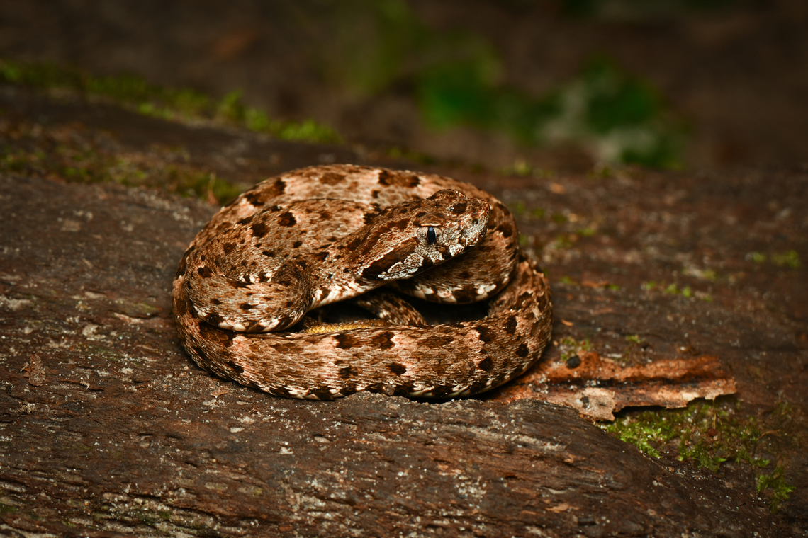 Bothrops atrox, Leticia, Colombia <figure class="photo"><a href="https://www.jungledragon.com/image/167762/bothrops_atrox_leticia_colombia.html" title="Bothrops atrox, Leticia, Colombia"><img src="https://s3.amazonaws.com/media.jungledragon.com/images/2/167762_thumb.jpg?AWSAccessKeyId=05GMT0V3GWVNE7GGM1R2&Expires=1759968010&Signature=vPsuUmMVsRK9FerM6uFu67%2BRy5Y%3D" width="200" height="172" alt="Bothrops atrox, Leticia, Colombia https://www.jungledragon.com/image/167763/bothrops_atrox_leticia_colombia.html Bothrops atrox,Colombia,Colombia 2024,Common Lancehead,Geotagged,Leticia,South America,Spring,World" /></a></figure> Bothrops atrox,Colombia,Colombia 2024,Common Lancehead,Geotagged,Leticia,South America,Spring,World