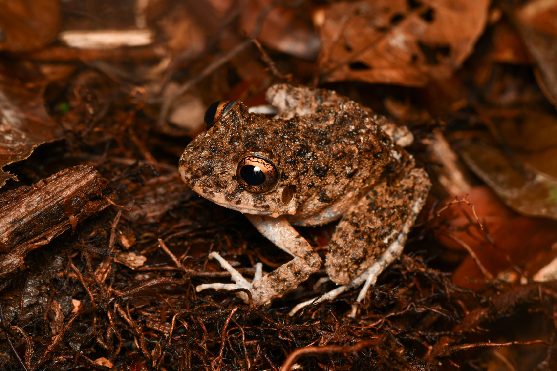 Oreobates quixensis, Leticia, Colombia  Colombia,Colombia 2024,Common Big-headed Frog,Geotagged,Leticia,Oreobates quixensis,South America,Spring,World