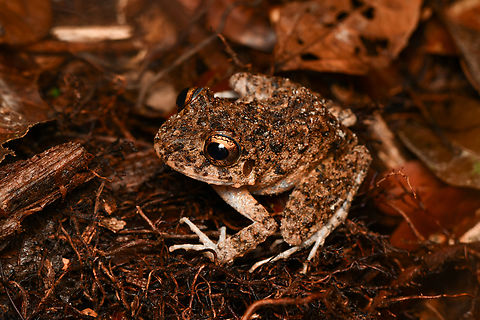 Oreobates quixensis, Leticia, Colombia  Colombia,Colombia 2024,Common Big-headed Frog,Geotagged,Leticia,Oreobates quixensis,South America,Spring,World