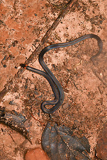 Hallowell's Coffee Snake