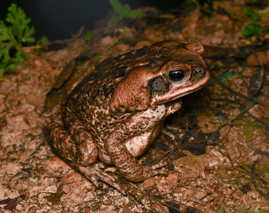 Rhinella marina, Leticia, Colombia A species we encounter in most of our trips. Always huge and always very calm. Cane toad,Colombia,Colombia 2024,Geotagged,Leticia,Rhinella marina,South America,Spring,World